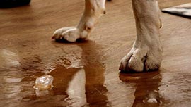 Is SPC Flooring Truly Waterproof? The #1 Question We’re Asked in 2025