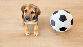 Why SPC Flooring Was the Best Decision for Our Home Renovation